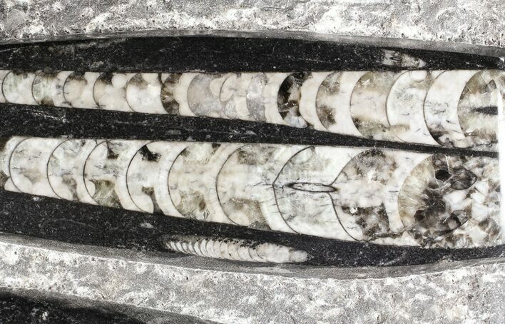 Polished Orthoceras (Cephalopod) Plate - #74319